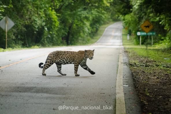 Parque Nacional Tikal/EsdrasGarcía