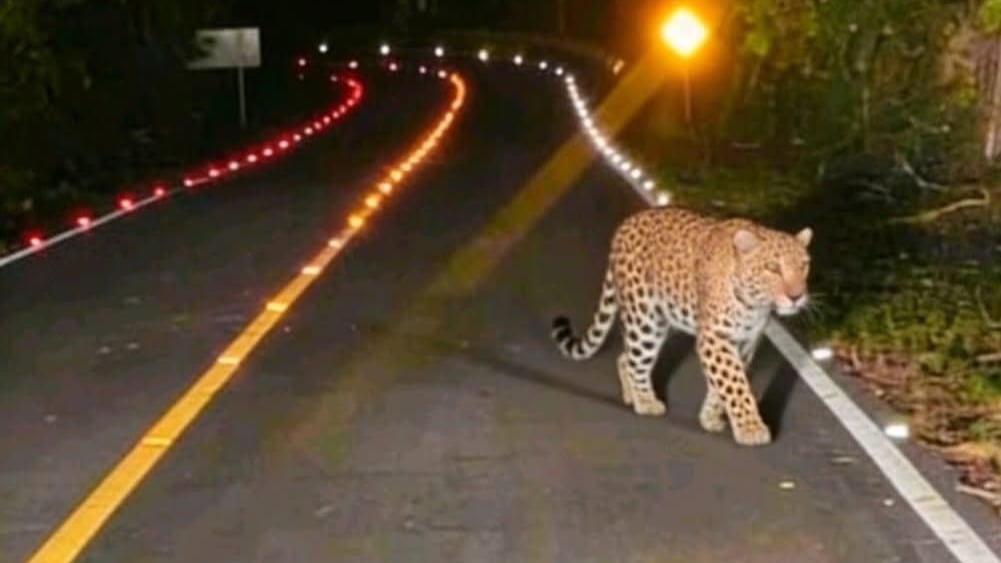 Un jaguar fue captado paseando por la carretera en Tikal. Foto: RRSS