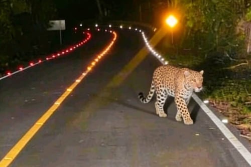 VIDEO. Jaguar sorprende a conductores en carretera de Tikal