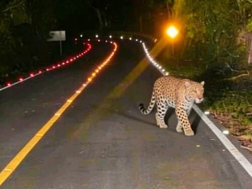 VIDEO. Jaguar sorprende a conductores en carretera de Tikal