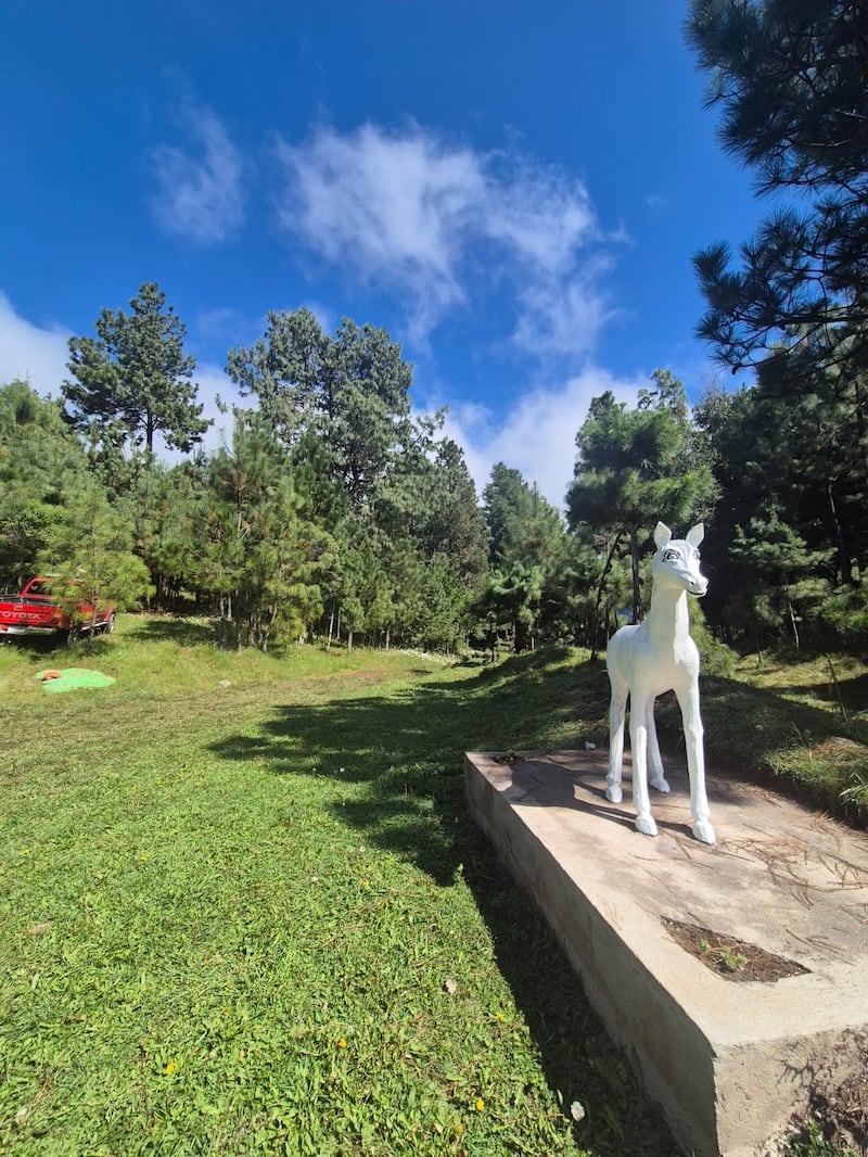 El Bosque Caballo Blanco destaca por su densa cobertura boscosa y por ser una zona clave para la conservación del pinabete. Foto: Roxana Tocay