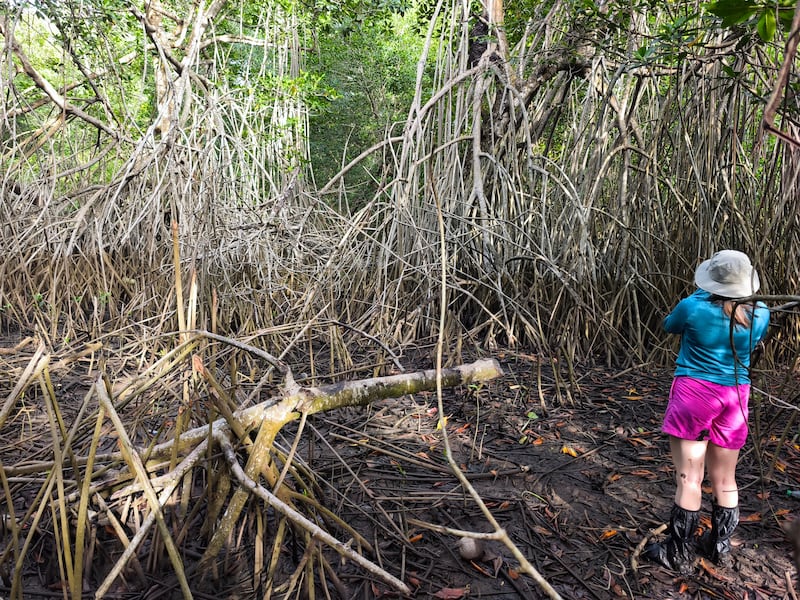 El ecosistema manglar ayuda en la protección por mareas altas. Foto: Kenneth Monzón