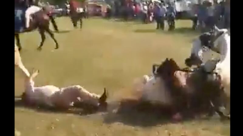 Video: muere jinete tras choque de caballos