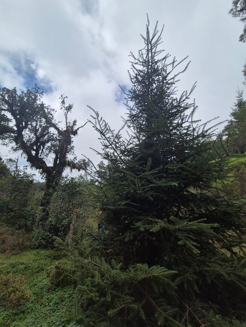 Árboles jóvenes de pinabete que formarán parte de futuras generaciones de bosques en la región.