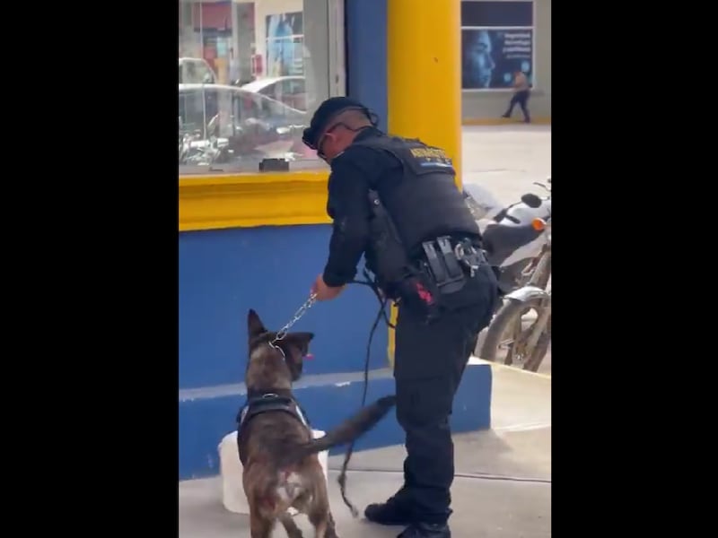 Capturan a sospechoso por transportar encomienda con marihuana en Izabal