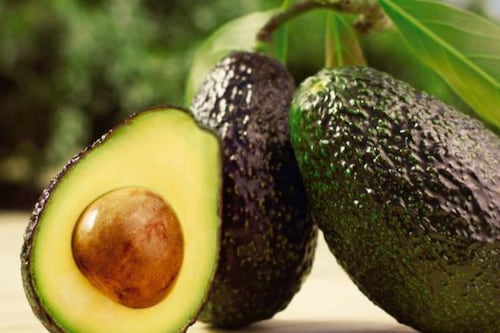 Sector aguacatero de Guatemala busca transformar su competitividad y aumentar exportaciones