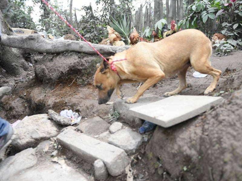 San José El Rodeo entrena para evacuar a sus animales ante erupción volcánica