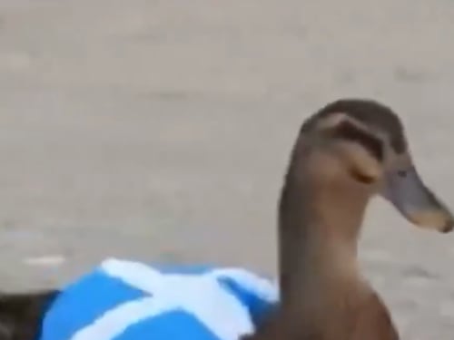 De Merlín al pato escocés: las aves que conquistan el Mundial