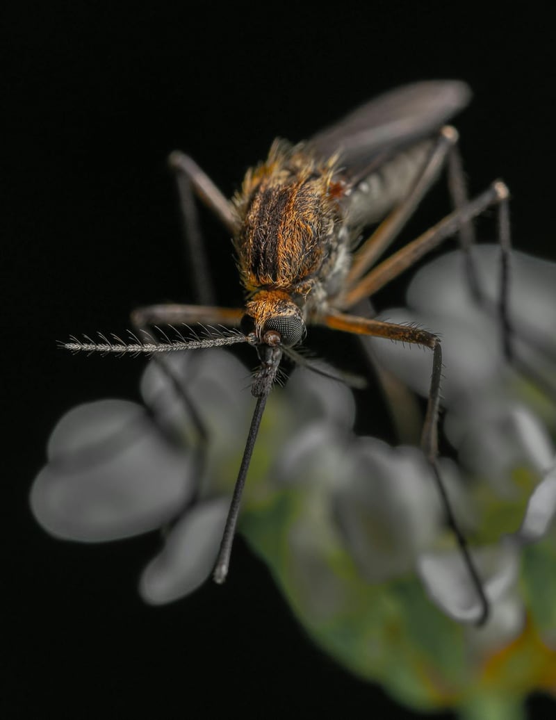Mosquito.