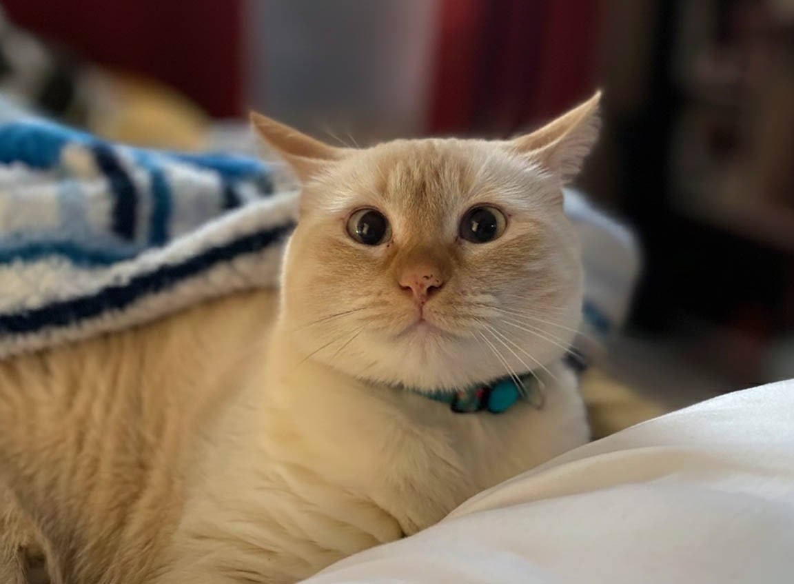 Autoridades llaman a no regalar mascotas en Navidad y asumir responsabilidad