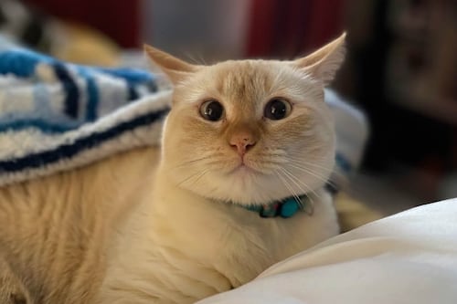 Recuerdan que una mascota no es un regalo navideño