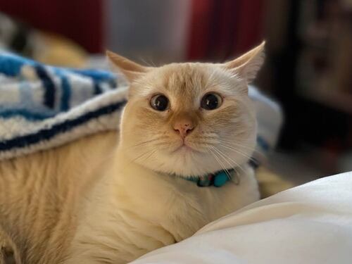 Recuerdan que una mascota no es un regalo navideño