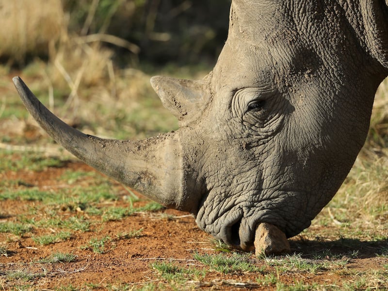 Rinoceronte hembra muere ahogada al huir de macho con el que querían aparearla en Zoo