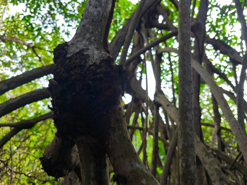 Biodiversidad en el manglar. Foto: Kenneth Monzón