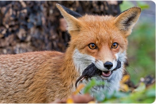 VIDEO. Divulgan sensible video de un zorro atacando mortalmente a una mujer en Kazajistán