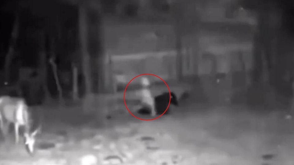 Captan una pequeña entidad paranormal caminando en un terreno