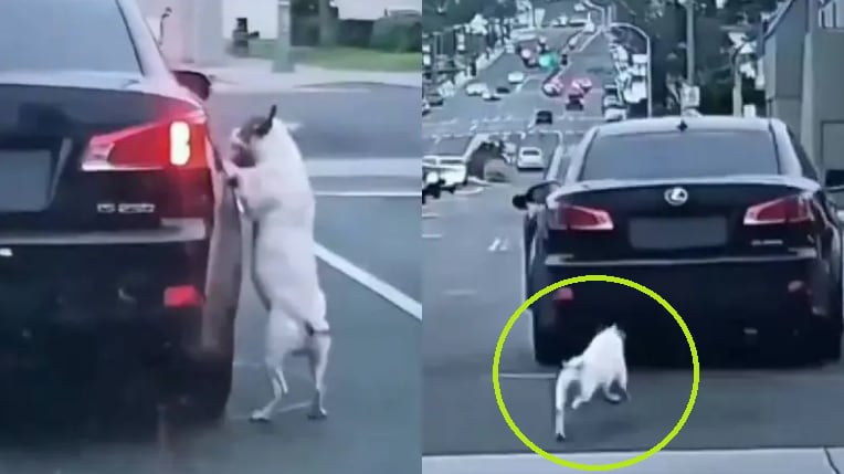 Inocente perrito corre tras su dueño, sin comprender que lo había abandonado