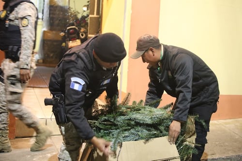 Decomisan casi 5 mil ramillas de Pinabete en Quetzaltenango