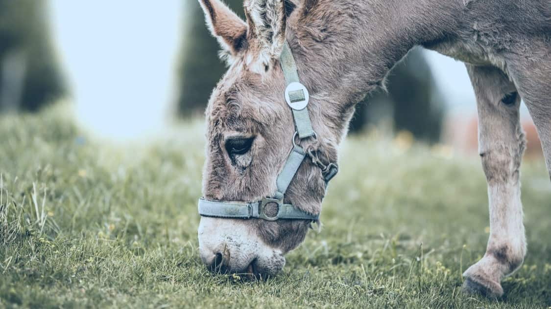 (Foto: Redes sociales)