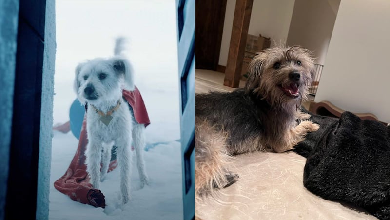 “Ozu viendo a su ‘versión superhéroe’ en pantalla… ¡No puede ser más tierno! James Gunn compartió este momento adorable y el internet no puede con tanto amor.