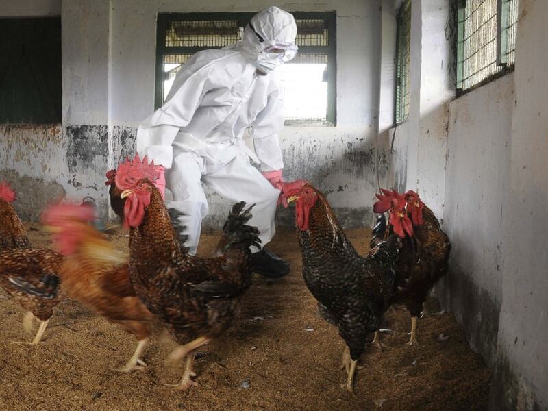 OPS recomienda fortalecer vigilancia de la Influenza aviar H5N1