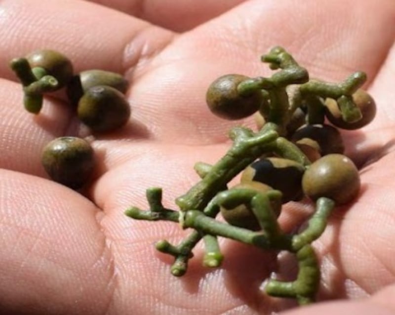 El muérdago, una planta parásita, representa un problema significativo para la salud de los árboles al extraer agua y nutrientes. Foto: Cortesía USAC.