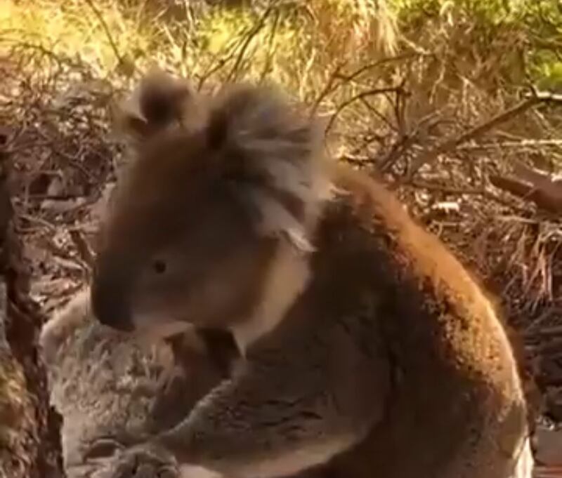 “Australia bajo fuego (otra vez): matan a 700 koalas tras incendio”