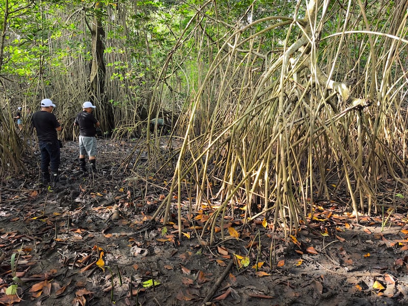 El mangle crece en la zona costera de Guatemala. Foto: Kenneth Monzón