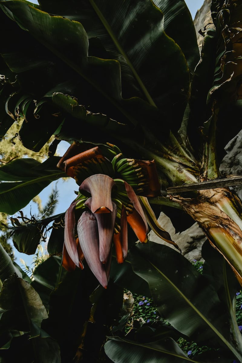 Banano