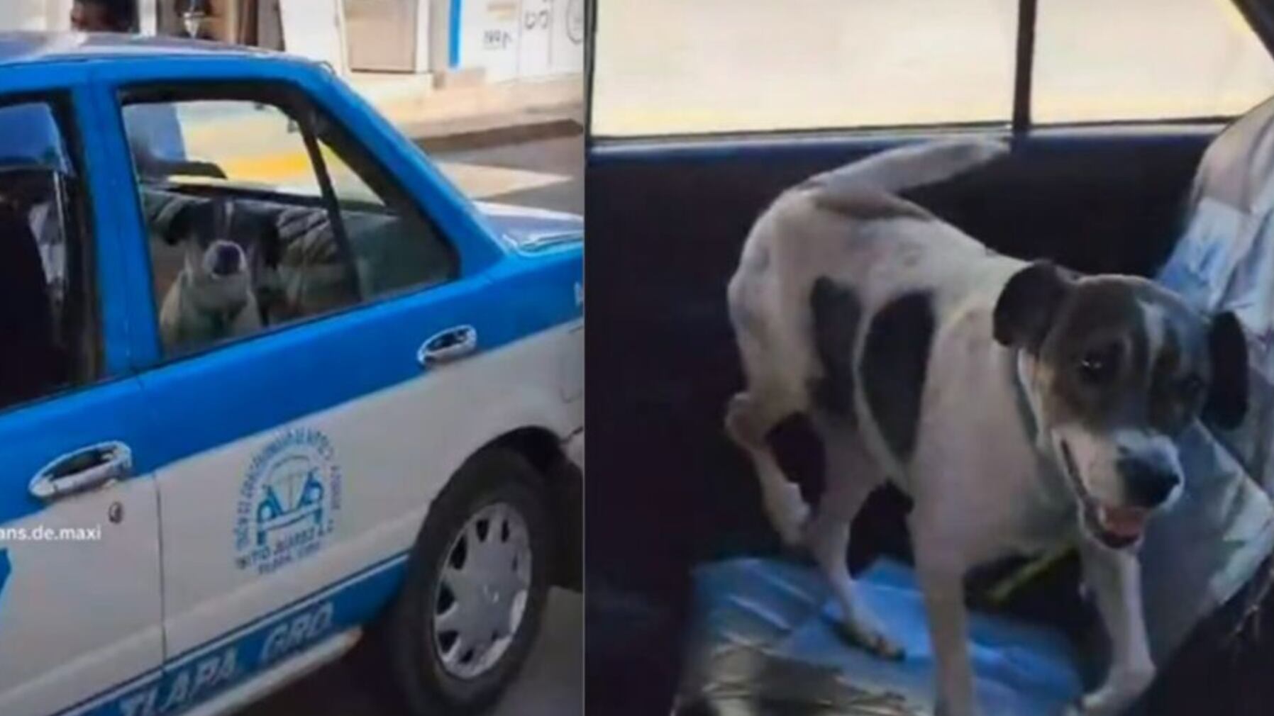 Los vecinos siempre alertan a la dueña cuando lo ven por la calle