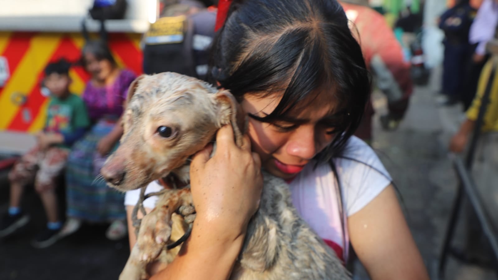Bomberos Municipales controlan el siniestro y rescatan a varios perritos. Foto: CBM