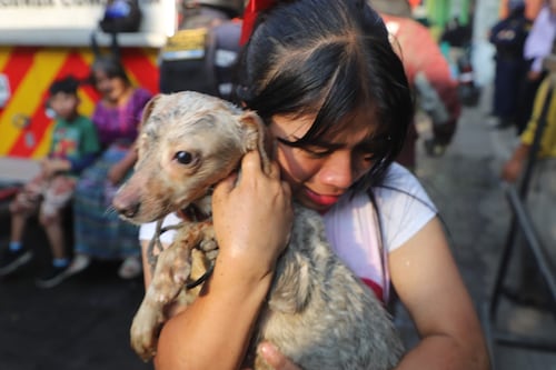 Salvan a perritos de un incendio que consumía vivienda en Mixco
