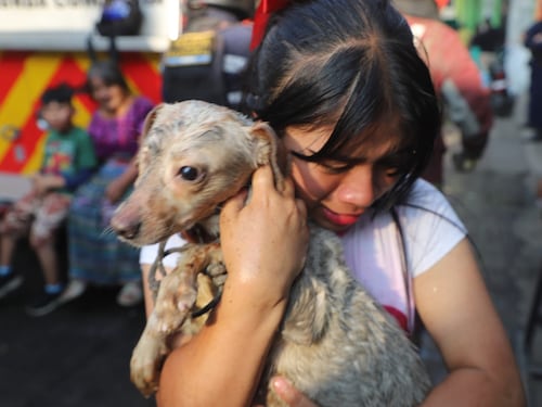 Salvan a perritos de un incendio que consumía vivienda en Mixco