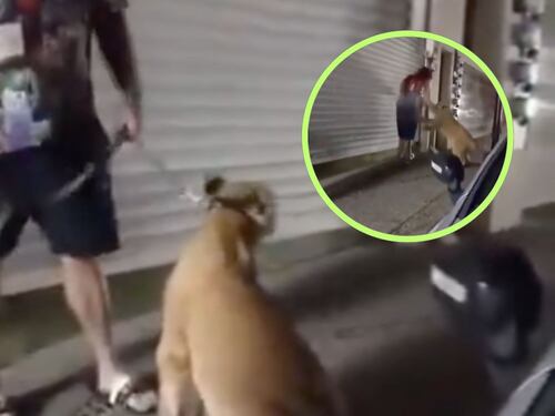 ¡Insólito! Captan a hombre paseando a una leona