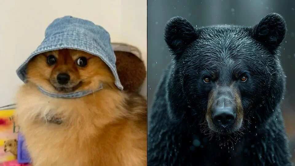 El enfrentamiento ocurrió en Canadá. (Foto: Redes sociales)