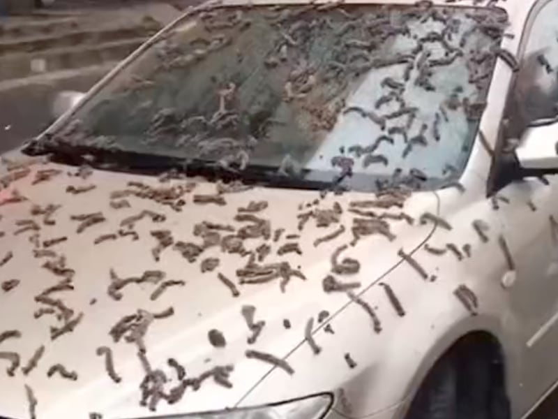 Video capta lluvia de gusanos en China; hay una teoría