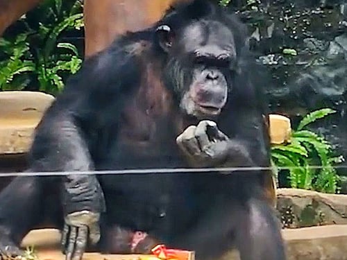 VIDEO. Captan a un gorila fumando un cigarro en un zoológico de China