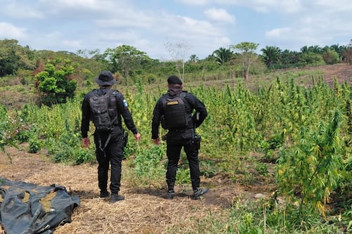 PNC erradica plantación de marihuana valorada en Q10 millones