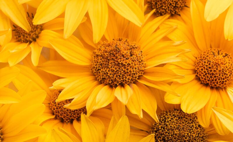 Regalar flores siempre será un gesto hermoso
