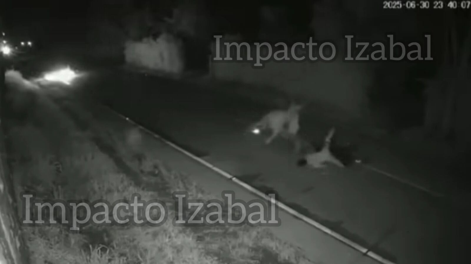 Los animales se encontraban en la carretera. Foto: Impacto Izabal