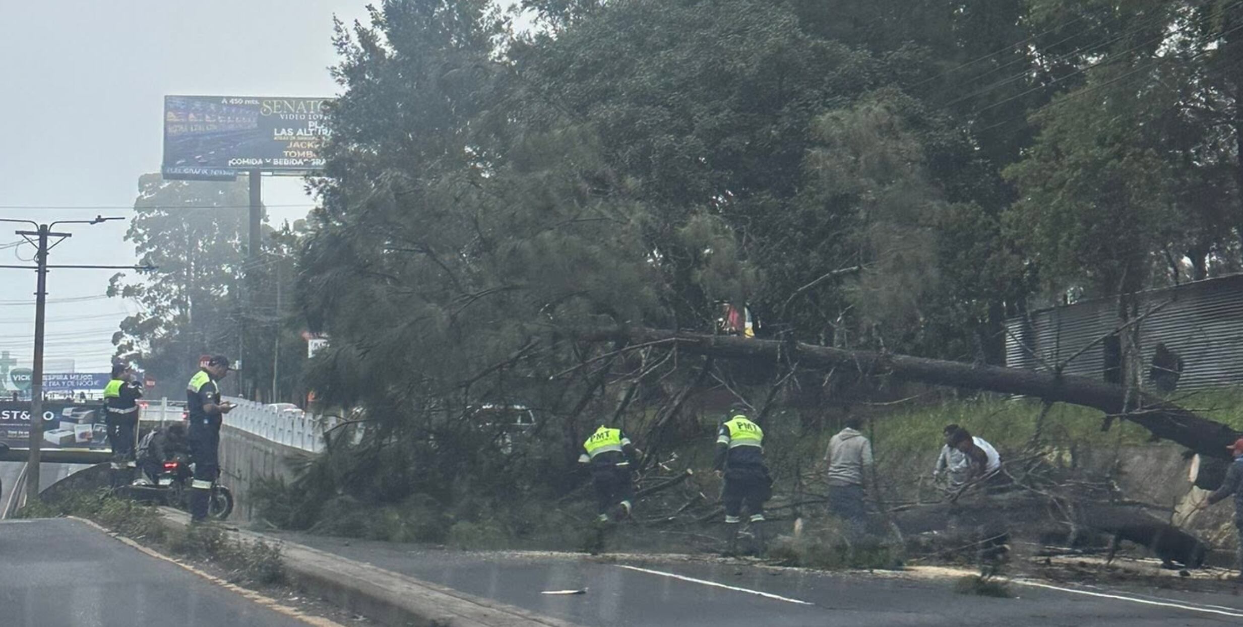 Árbol de gran tamaño cae en carretera a El Salvador y complica el tránsito