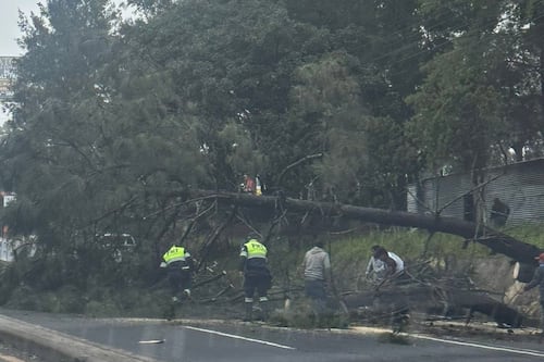 Árbol de gran tamaño cae en carretera a El Salvador y complica el tránsito