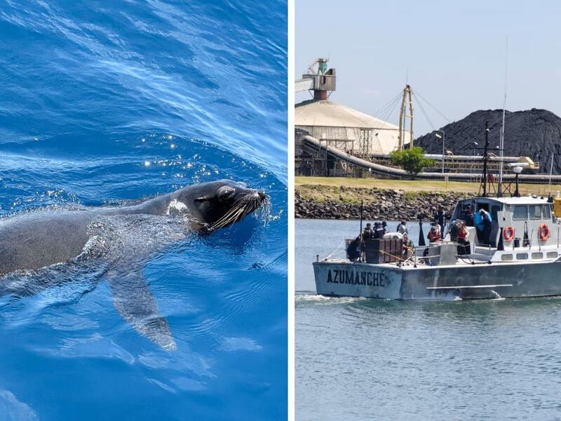 Así fue el emotivo regreso de un león marino a su hábitat natural tras ser rescatado en el Puerto San José