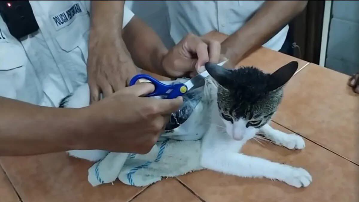 La policía en Costa Rica capturó a un felino que llevaba marihuana, crack y pastillas pegadas al cuerpo para ingresarlas a una cárcel.