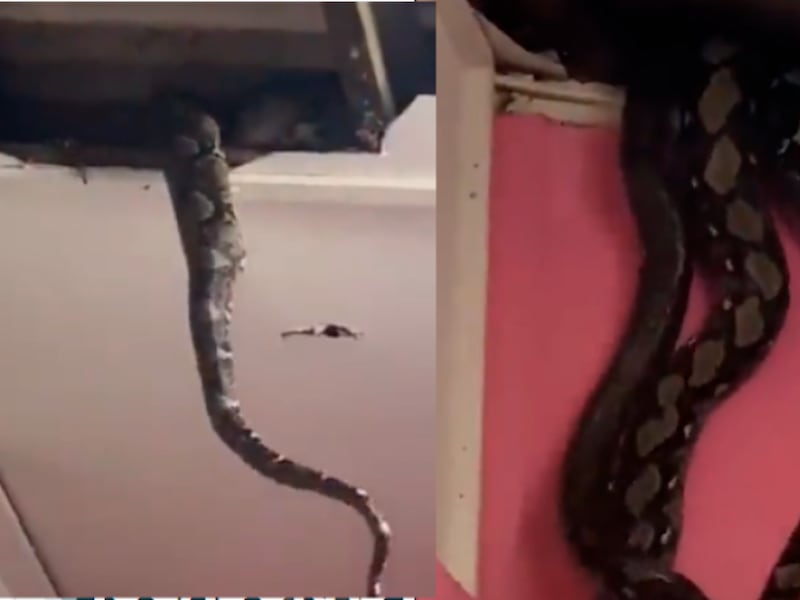 VIDEO. Enormes serpientes rompen el techo de una casa mientras se apareaban