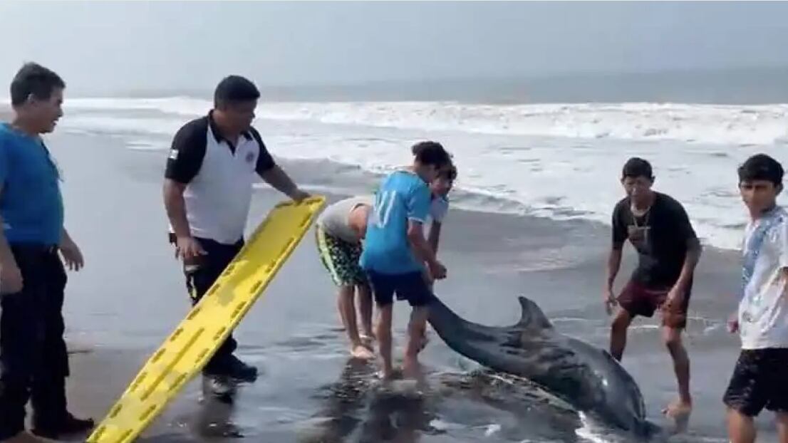 VIDEO. Así fue el rescate de un delfín en playa de Champerico
