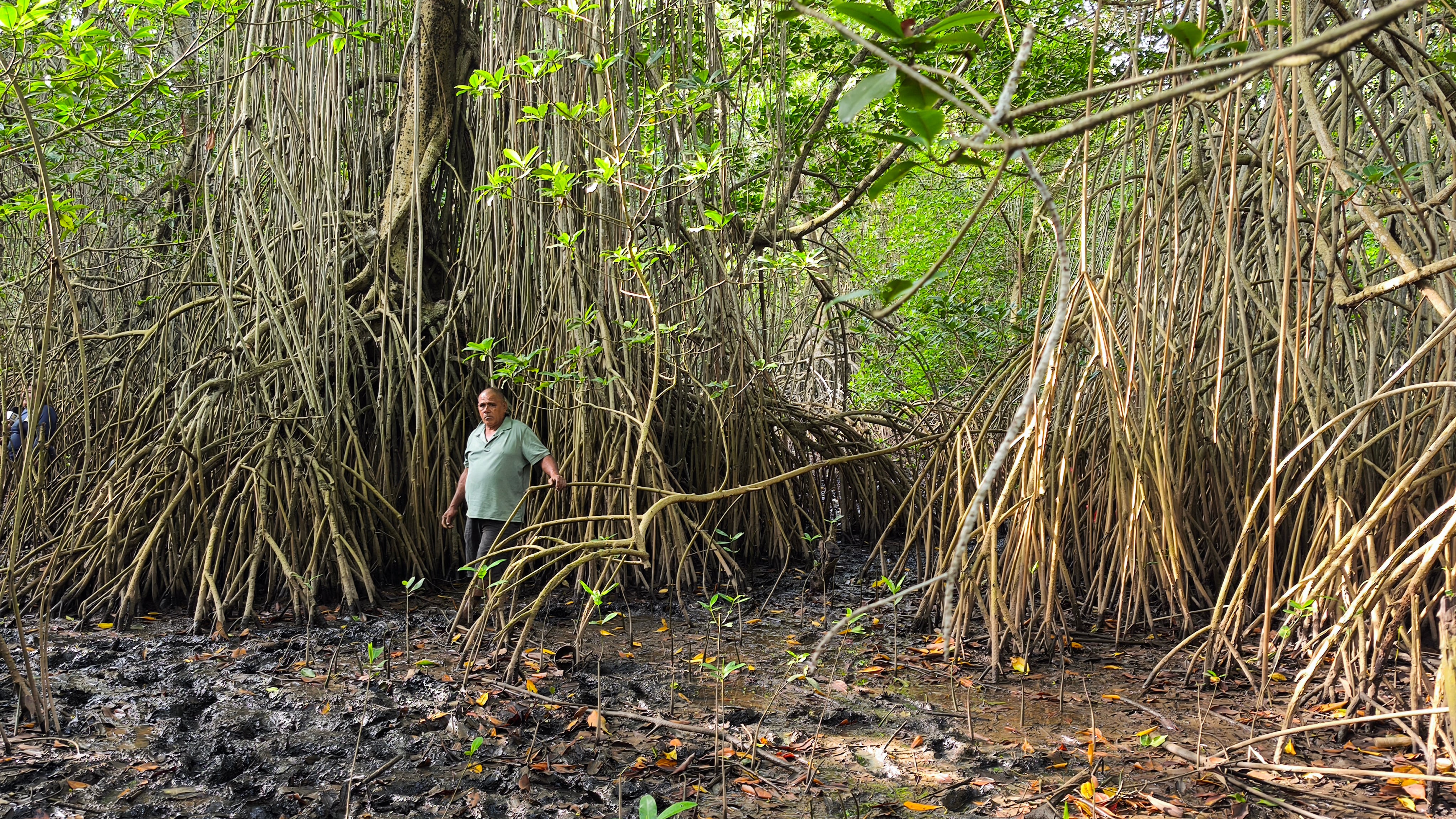 Julio Gómez ayuda en la reforestación del mangle en el canal de Chiquimulilla, en Iztapa, Escuintla. Foto: Kenneth Monzón
