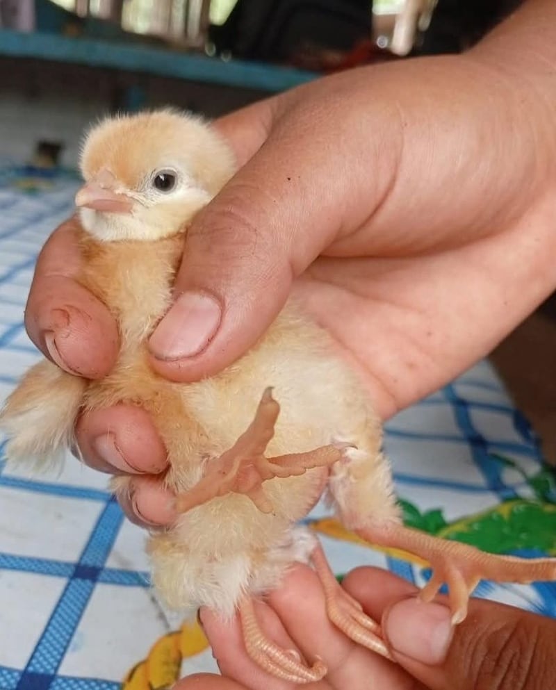 ,