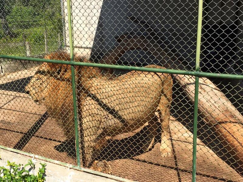 Vecinos matan a león que escapó de un turicentro de El Chal, Petén (VIDEO)