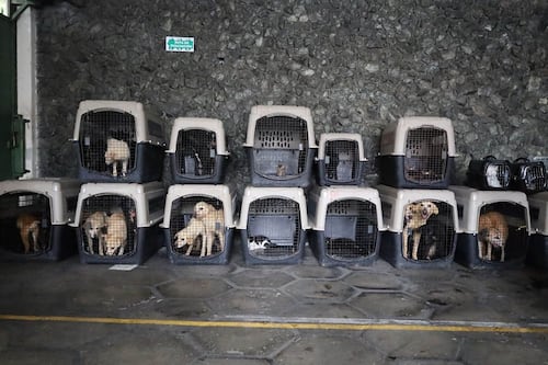 Esta es la nueva aplicación para denunciar maltrato animal en Guatemala